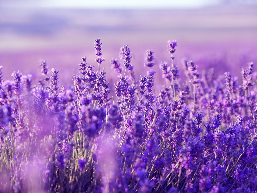 levanduľa-lavender – kópia (Kopírovať)